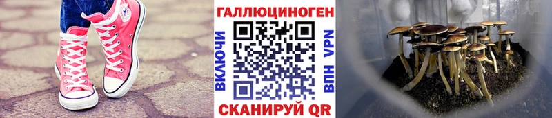 Галлюциногенные грибы Psilocybine cubensis omg как войти Нальчик